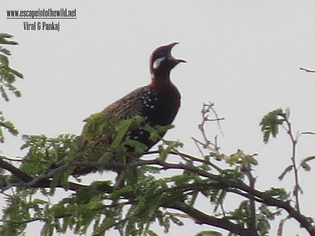 Black Francolin